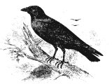 Raven (Corvus corax), Heb.`ReB (Gen.8.7, Lev.8.15, Deut.14.14, 1King.17.3-7)